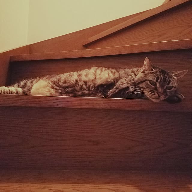 Echanさんの実例写真