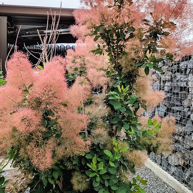 s-u-homeさんの実例写真