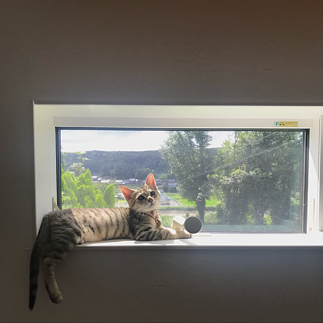 sayapiさんの実例写真