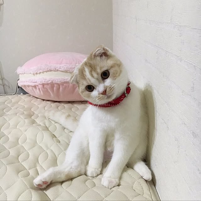 harupiさんの実例写真
