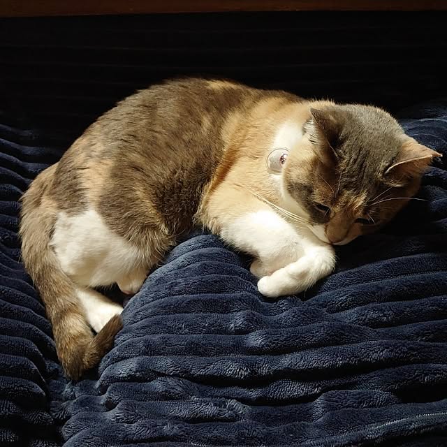 fukuさんの実例写真