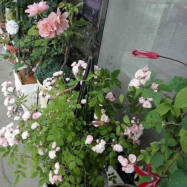 usako.usaさんの実例写真