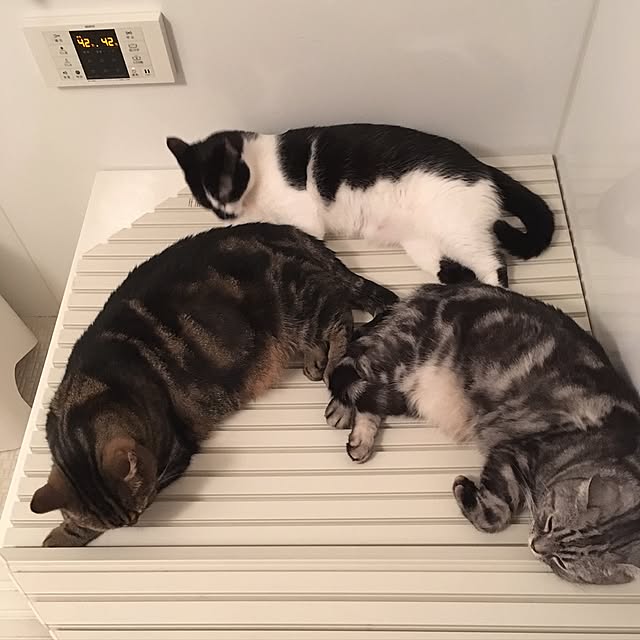 mikomaruさんの実例写真