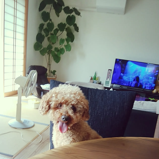 kotaroさんの実例写真