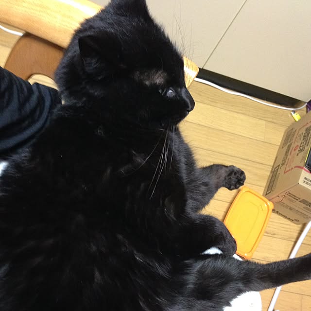 midoroさんの実例写真