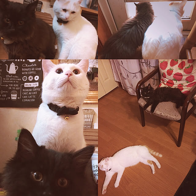 chocolatさんの実例写真