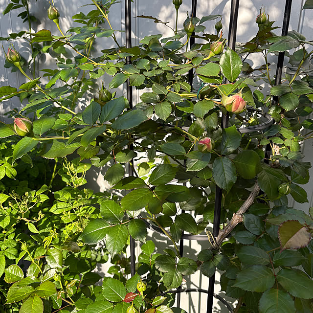 nannoさんの部屋