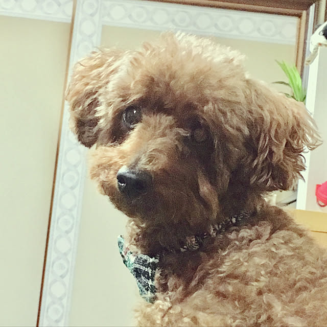 MIYUさんの実例写真