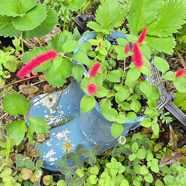 min_nimさんの実例写真