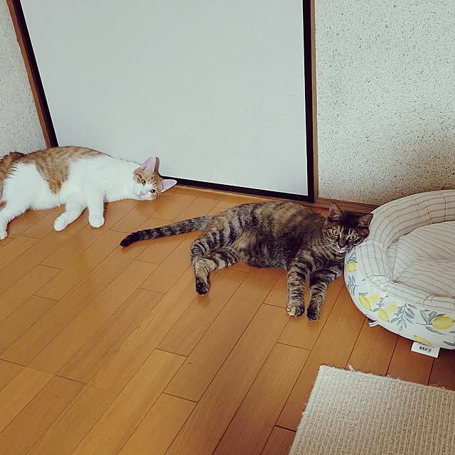 pontaさんの実例写真