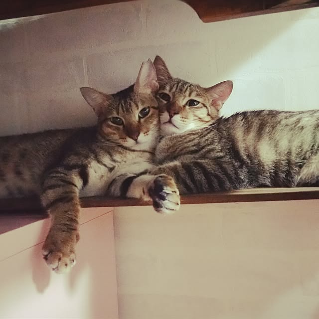 poniさんの実例写真
