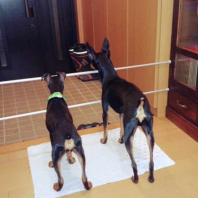 midoringoさんの実例写真
