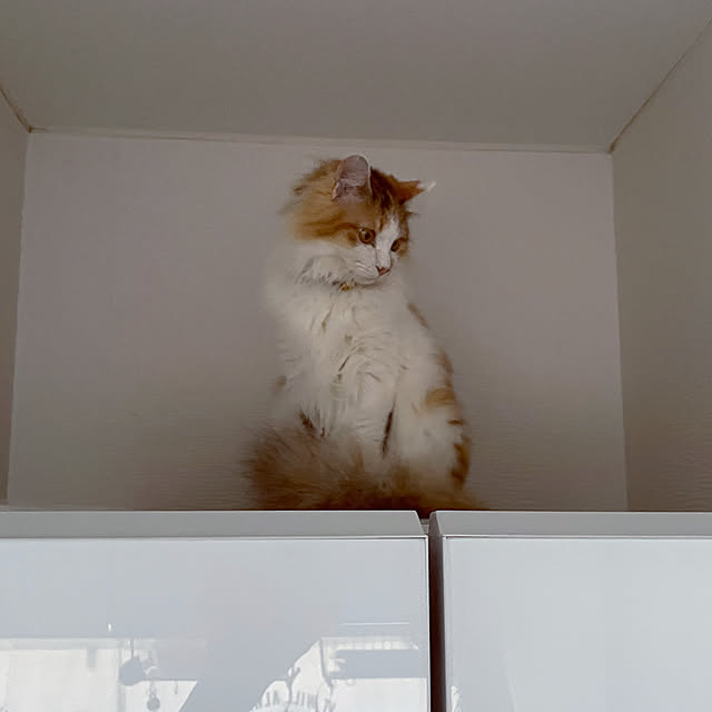 mya___kさんの実例写真