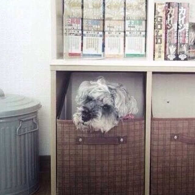 Maikoさんの実例写真