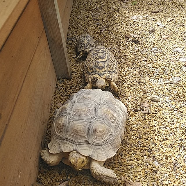 Yuukiさんの実例写真