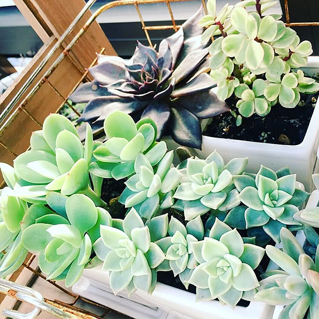 Q_jardinさんの実例写真