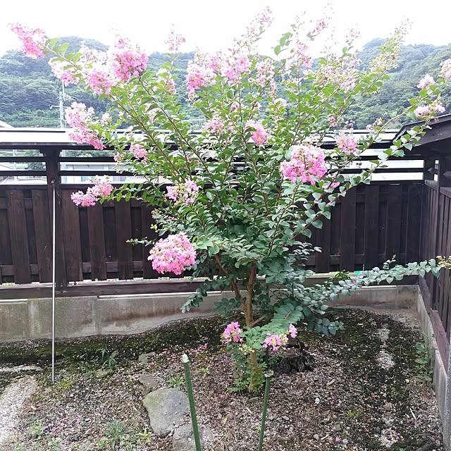 kuririnmamaさんの部屋