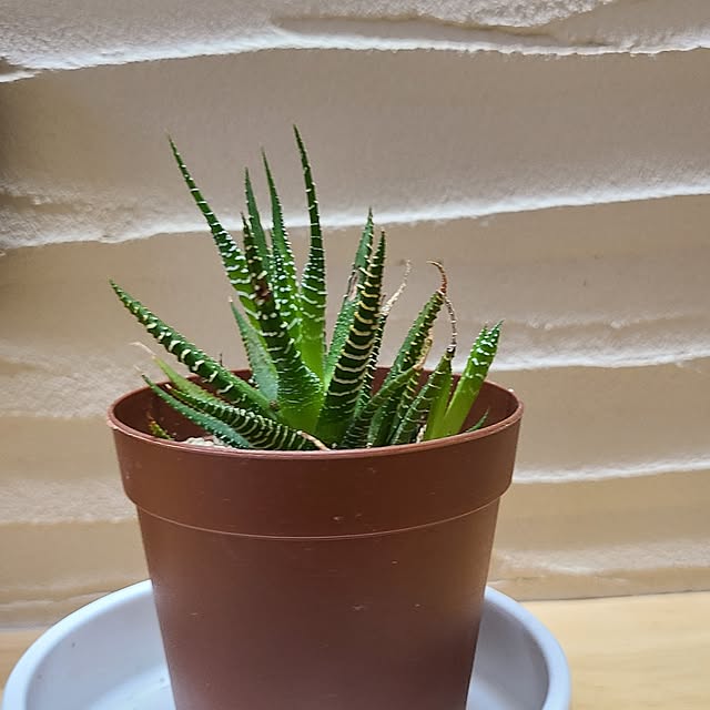 Rubiconさんの部屋