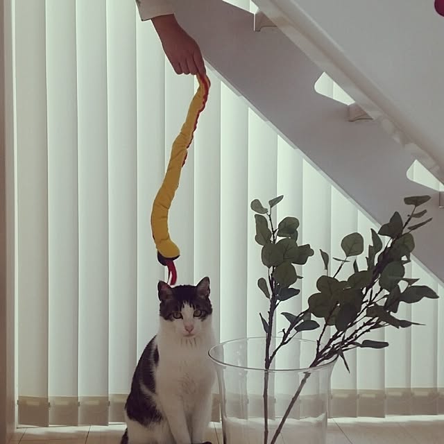 runayucoさんの実例写真
