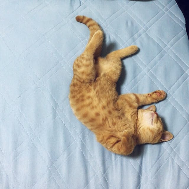 rumiさんの実例写真