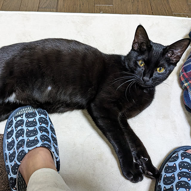 asaさんの実例写真