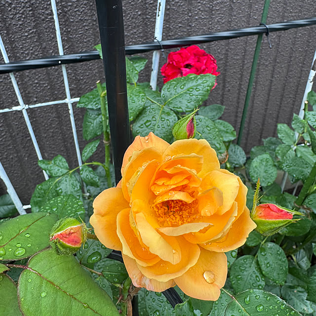 RoseLife5818さんの実例写真