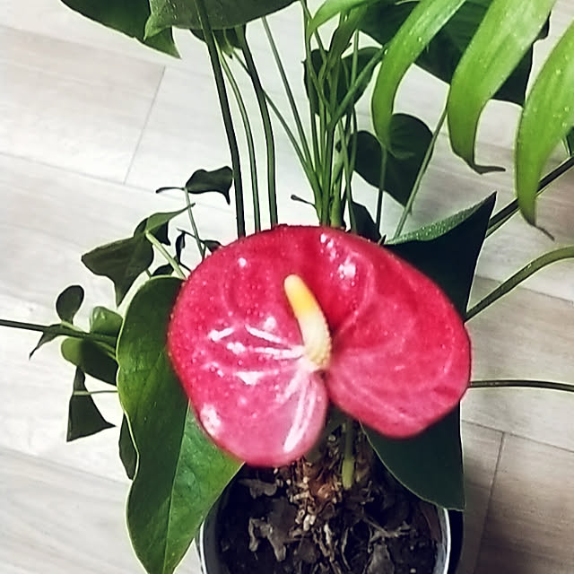 mauさんの実例写真