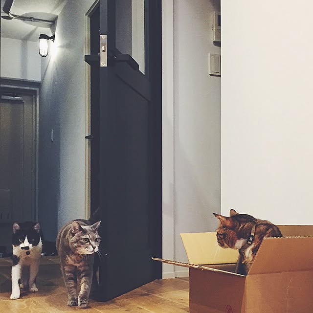 nekosanさんの実例写真
