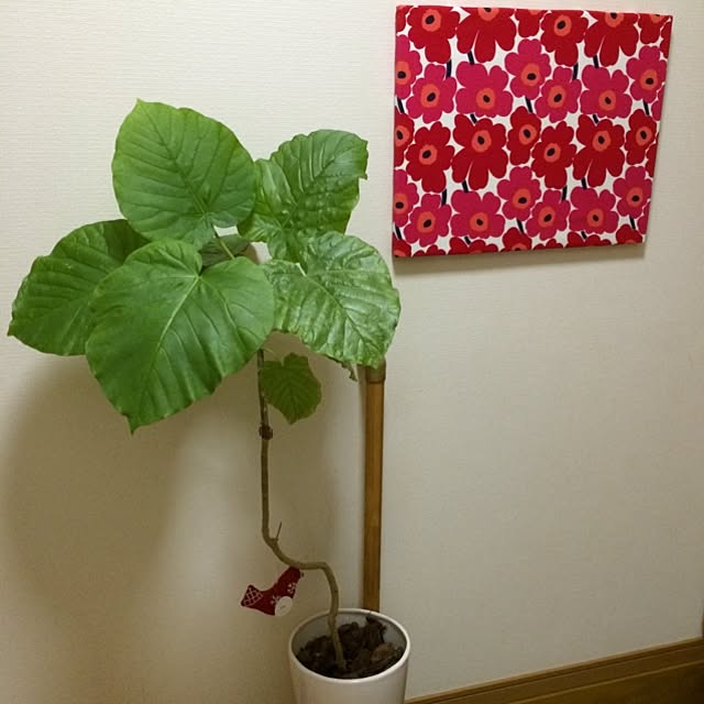 Nozomiさんの実例写真