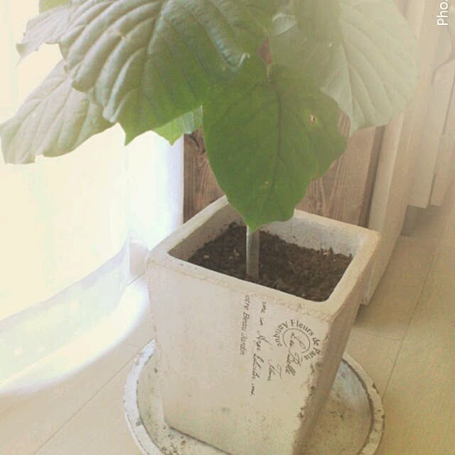 chiさんの実例写真