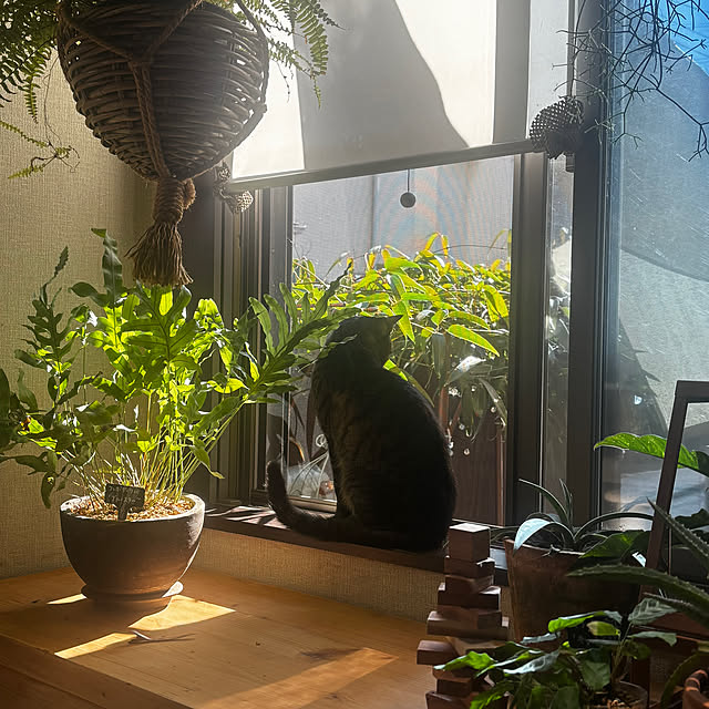 greycatsさんの部屋