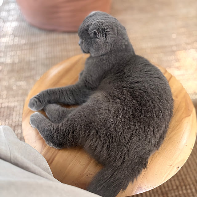 greycatsさんの部屋