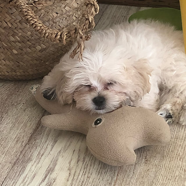 COCOさんの実例写真
