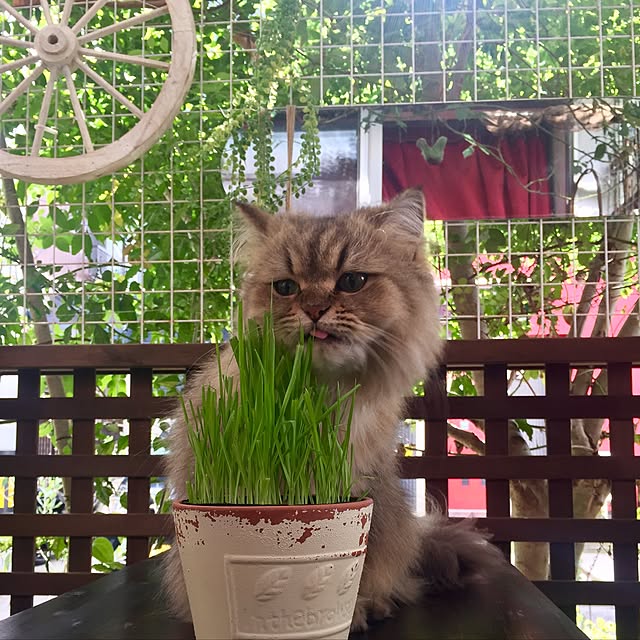 butachanさんの実例写真
