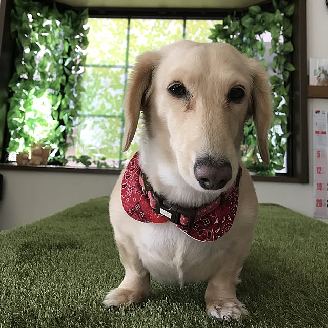 hechanさんの実例写真