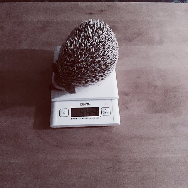 saokoさんの実例写真
