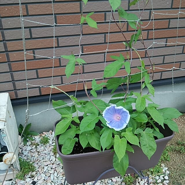 miiさんの実例写真