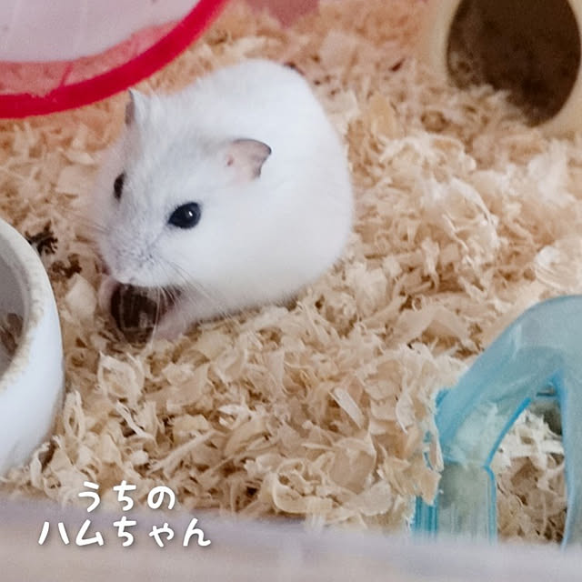 kumingさんの実例写真