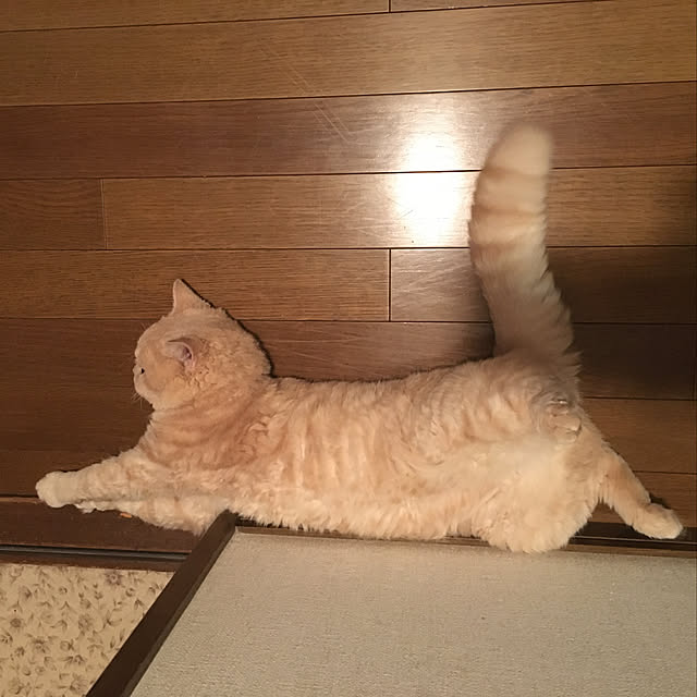 naokoさんの実例写真