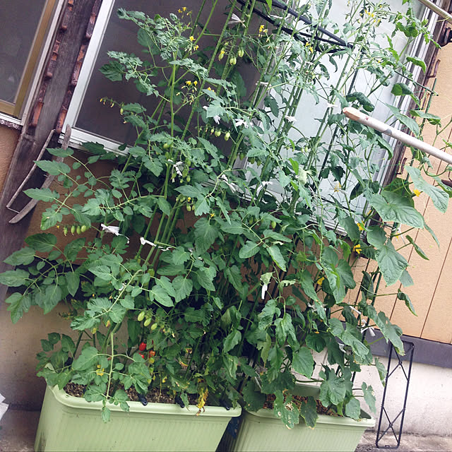 aoinokimiさんの実例写真
