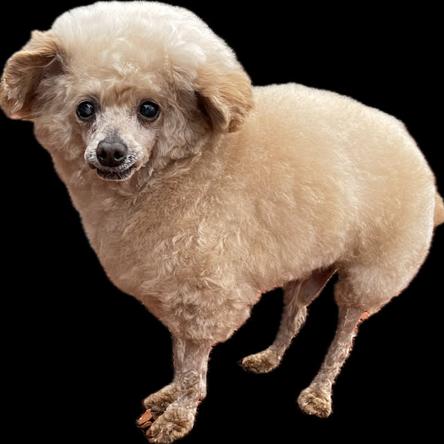 nekosamaさんの部屋