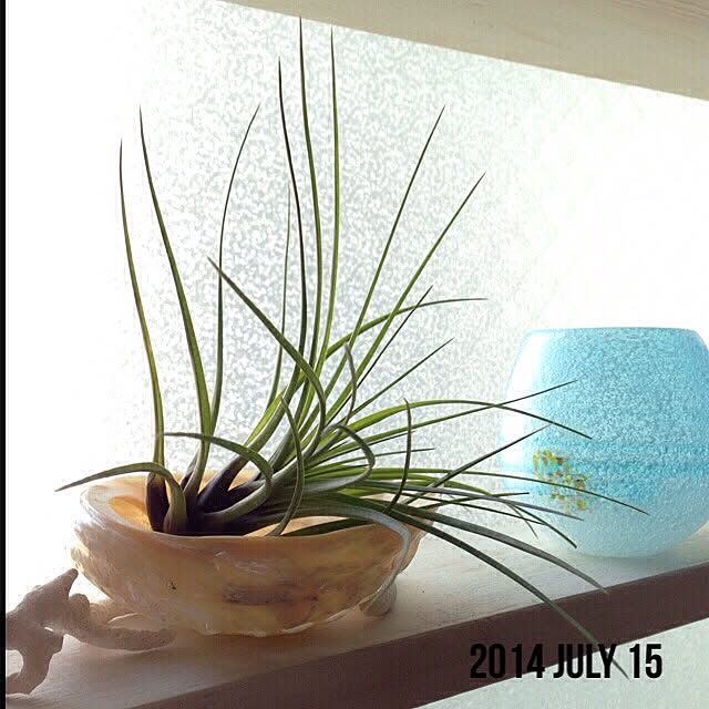 sakuさんの実例写真