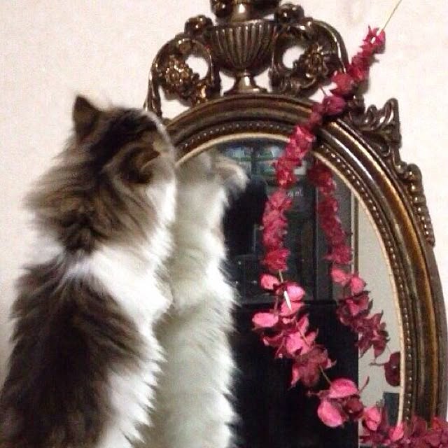 壁/天井のインテリア実例 - 2016-07-03 21:19:32