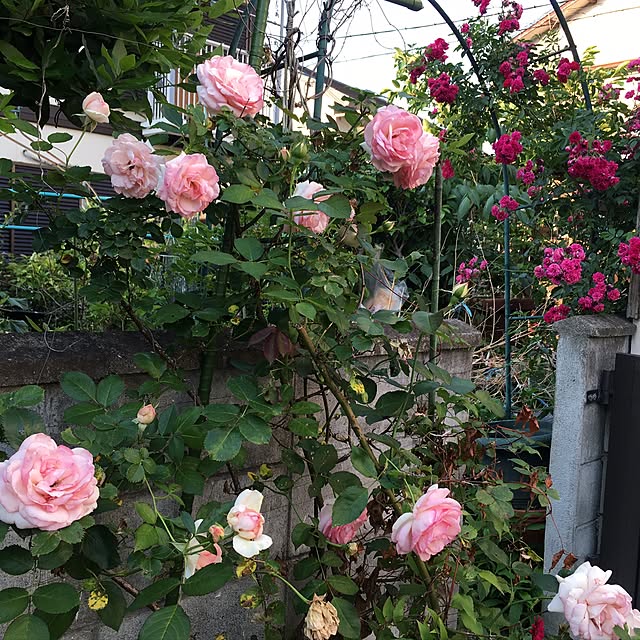 Ryokoさんの実例写真