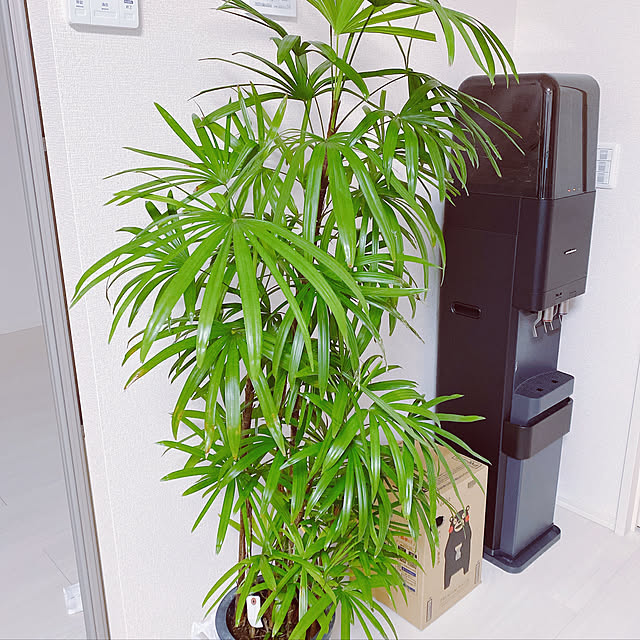 Rupiさんの実例写真