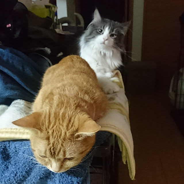 shinobuさんの実例写真