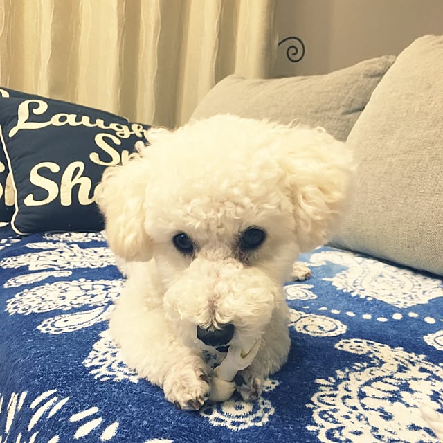Chikaさんの実例写真