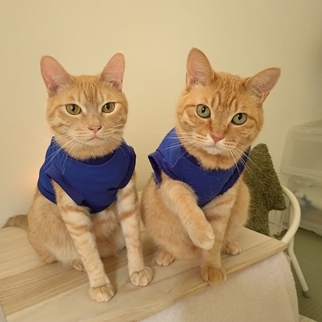 mayutan.さんの部屋