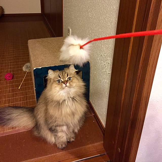 butachanさんの実例写真