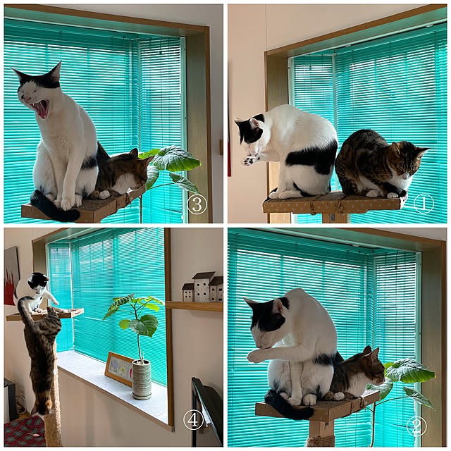 nobikoさんの実例写真